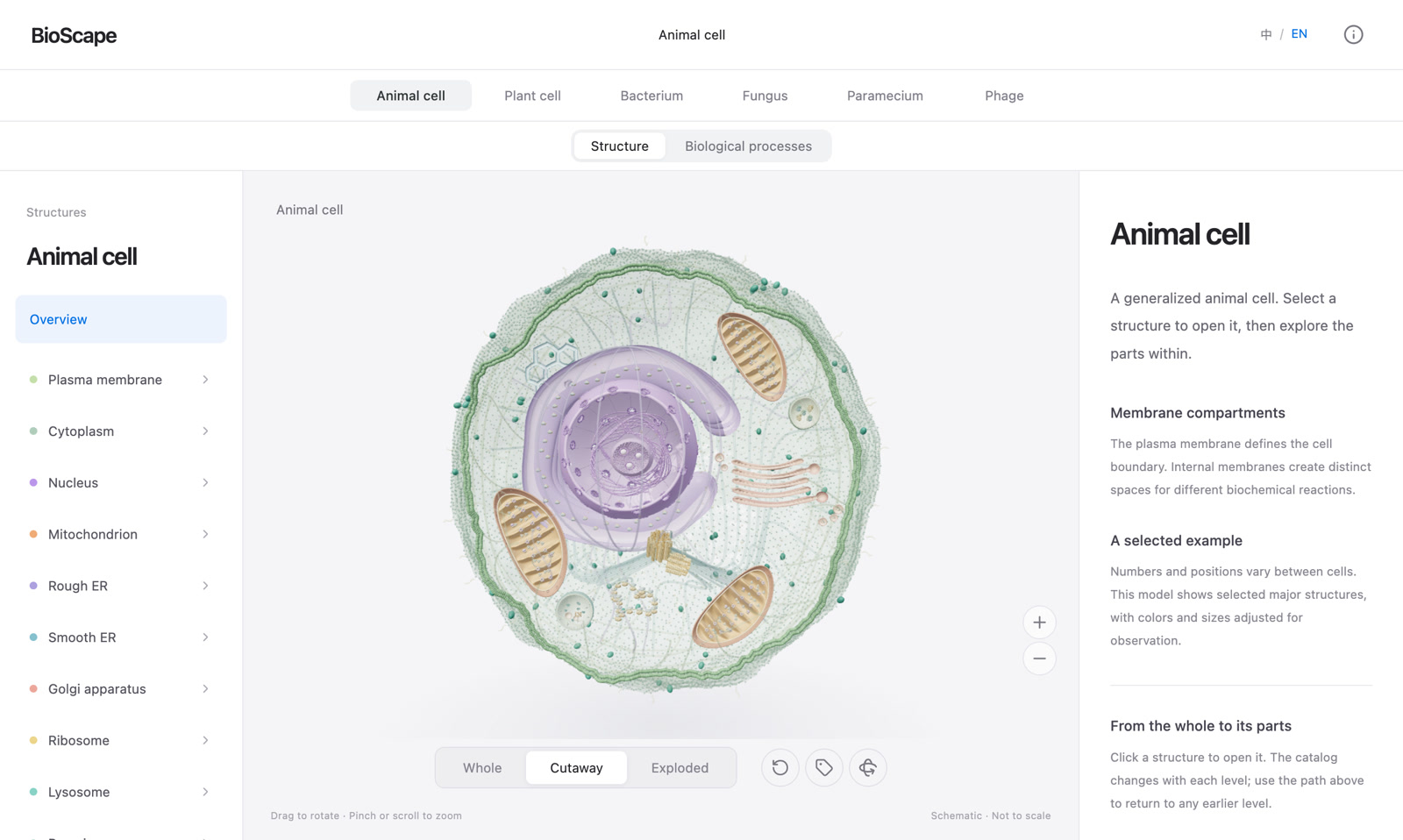 BioScape’s interactive animal cell with selectable structures and a cutaway view